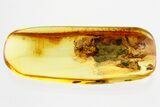 Detailed Fossil Spider (Araneae) In Baltic Amber #362667-1